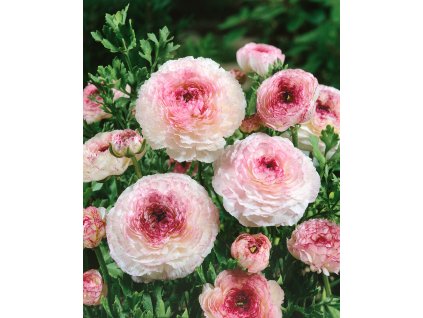 20267 pryskyrnik ranunculus picotee pink 3 ks predobjednavka