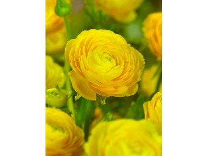 2615 2 pryskyrnik ranunculus yellow 3 ks