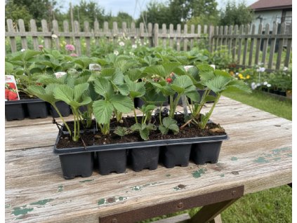 white bg result (84)