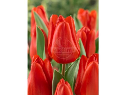 31706 tulipan lalibela 5 ks