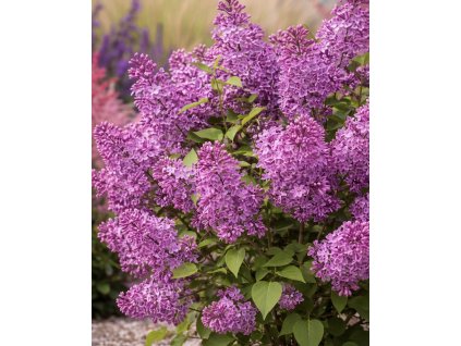 1B2FA2D8 7EBE 413D BF21 A7E220E70E9D