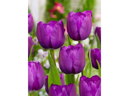 FA 13 0786 Tulipa Negrita