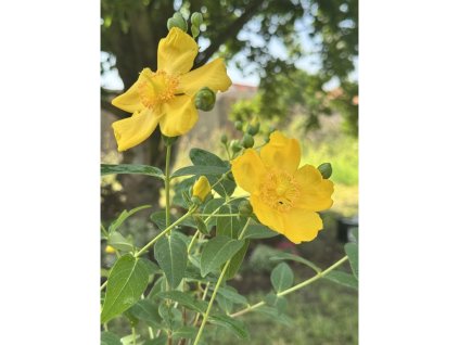 Ľubovník kalíškatý 'Hidcote'