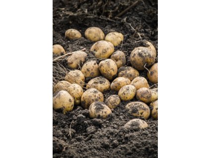 iStock 1272934735