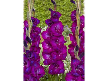 FA 20 0405 Gladiolus Next Level