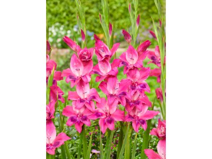 FA 21 0391 Gladiolus nanus Vulcano
