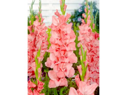 FA 12 0965 Gladiolus New Release