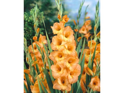 22830 mecik ovation 5 ks