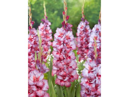 FA 23 0230 Gladiolus Ted's Trump
