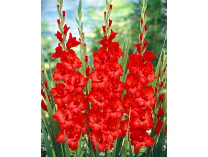Gladiola 'Ile de france' 5 ks