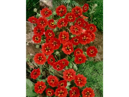 34572 mochna gibson s scarlet 1 ks