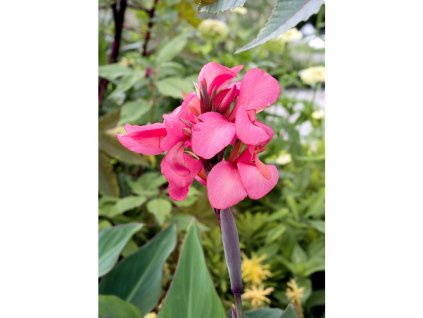 Dosna  'Empire' 1 ks