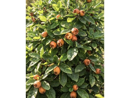 40532A10 E4EE 4CD8 9FC0 CA7D620873C6