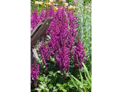 Čechrava 'Astilbe Purple Glory Chinensis' 1 ks