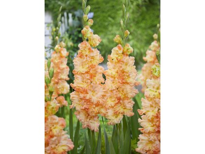 FA 22 0335 Gladiolus The great Queen Elizabeth