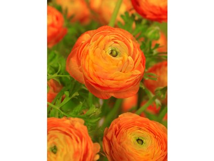 2627 2 pryskyrnik ranunculus orange 3 ks