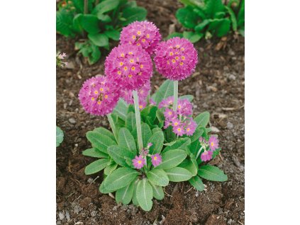 23094 prvosenka zoubkata denticulata rubra 1 ks
