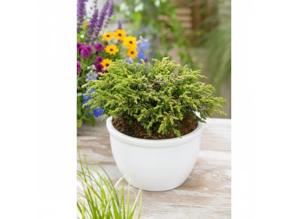 garden ai 1769607510005