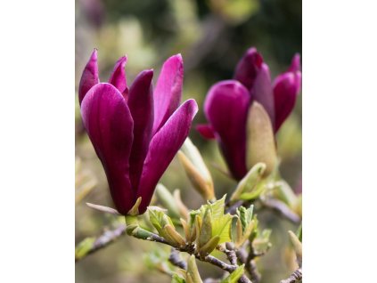 iStock 663997660 modified e6f9b4d6 2e21 4b8c 8021 c84797d4e021