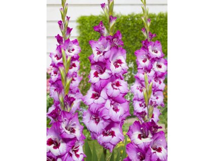 FA 18 0321 Gladiolus Elvive