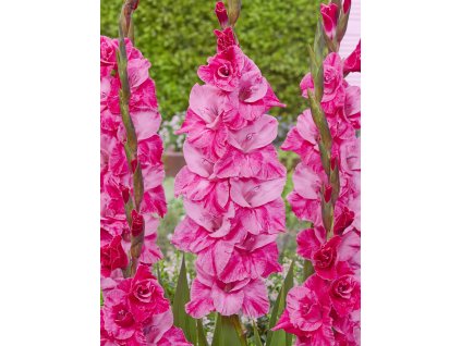FA 20 0417 Gladiolus Fairytale Pink