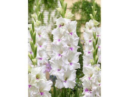 FA 16 0451 Gladiolus Norma Jean