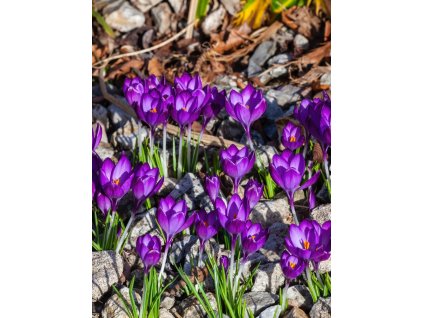 crocus tommasinianus jalta.jpg?s=1024x1024&w=is&k=20&c=ZRGpWYW oI3hs8OUgBNcUvA13009Y9eMW9temTWlPI=