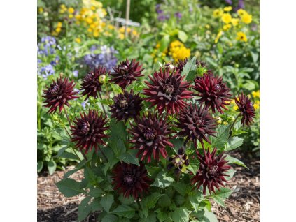 dahlia garden 1769681654584