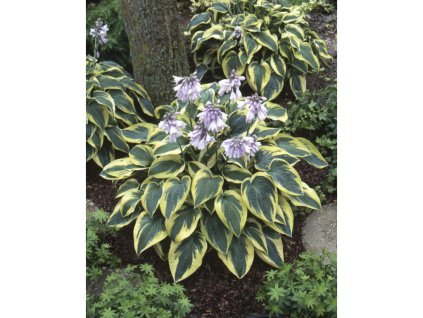 24534 2 bohyska wide brim 1 ks kvetinac 14 cm