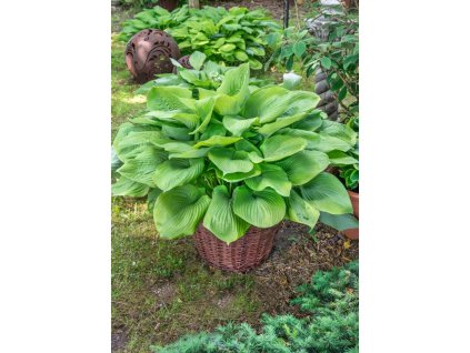 24537 bohyska marmelade on toust 1 ks kvetinac 14 cm