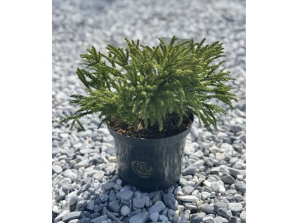 24291 kryptomerie japonska little champion
