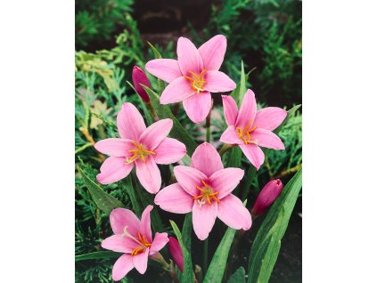 Zefírové lilie 'Zephyranthes Robustus' na zahradě