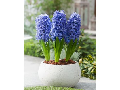 Generated Image November 12, 2025 10 15AM