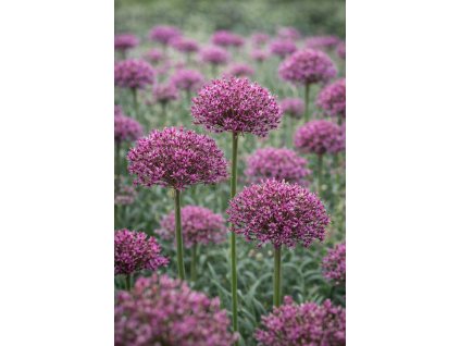 0a4e38e2 5a17 4f76 9b4c 3b75d83fc325