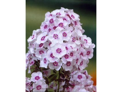 24786 plamenka europe 1 ks v kvetinaci 12 cm