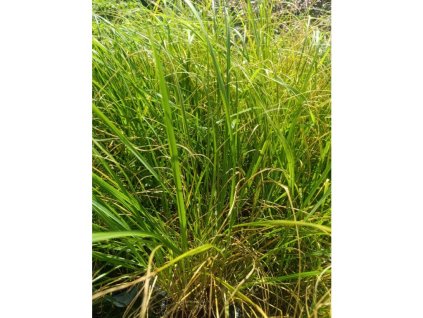 Dochan psárovitý 'Magic'