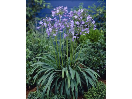 5213 1 kalokvet donau 1 ks