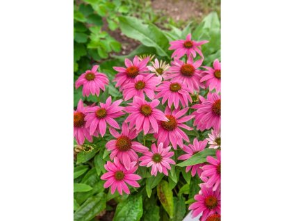 24933 trapatkovka echinacea purpurea magnus v kvetinaci