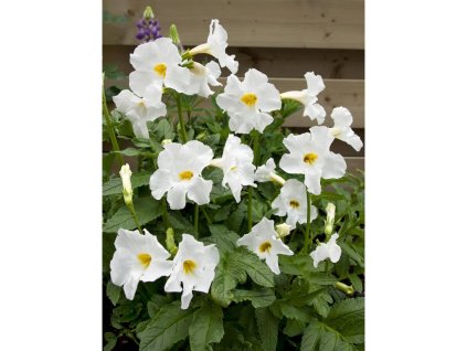 24939 dvojostice snowtop v kvetinaci