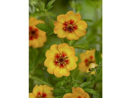 24942 mochna tonguei v kvetinaci