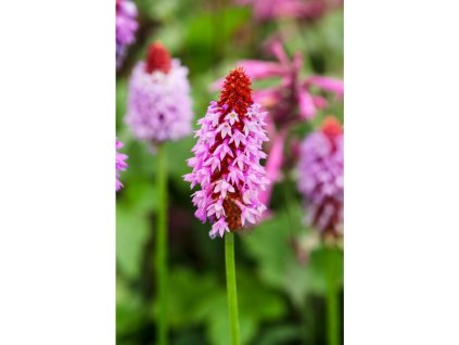 24948 prvosenka orchideokveta primula vialli v kvetinaci