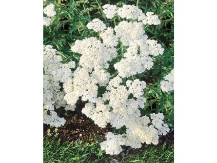 25029 rebricek obecny achillea white beauty v kvetinaci