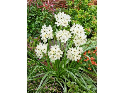 25035 snedek saundersiae v kvetinaci