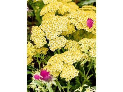25038 rebricek obecny achillea yellow v kvetinaci