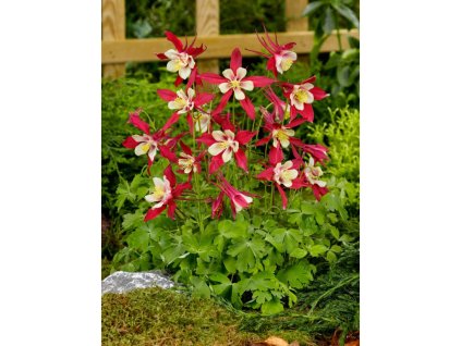 25041 orlicek crimson star v kvetinaci