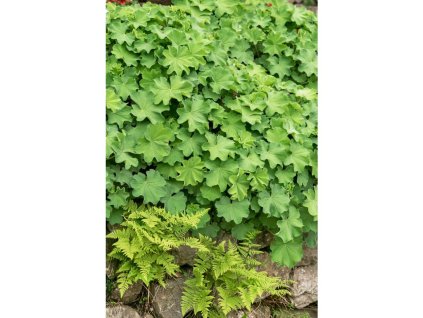 25047 kontryhel mekky robustica v kvetinaci