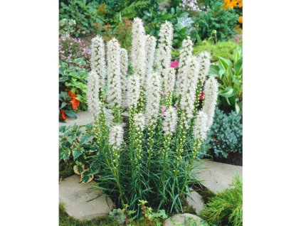 25056 suskarda liatris spicata alba v kvetinaci