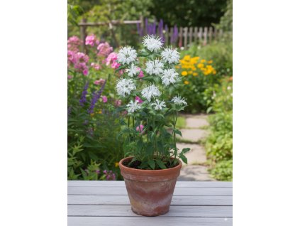 Generated Image September 15, 2025 8 18AM