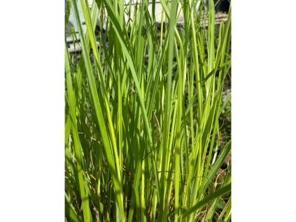 Dochan psárovitý 'Hameln Gold'