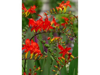 25116 montbrecie lucifer v kvetinaci